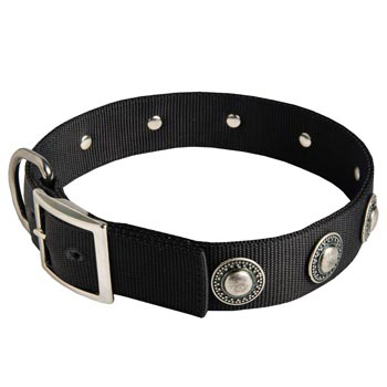 American Bulldog Dog Nylon Collar Steel Nickel Plated Conchos