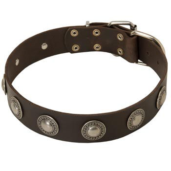 Training Leather   American Bulldog Collar for Stylish Dogs