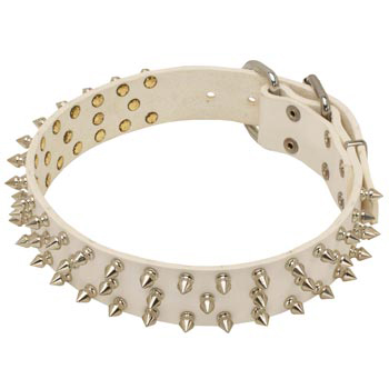 Spiked White Leather Collar for American Bulldog Walking
