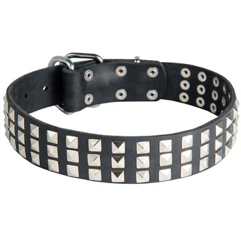 Studded American Bulldog Collar
