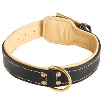Leather Dog Collar Padded for American Bulldog Off Leash Training