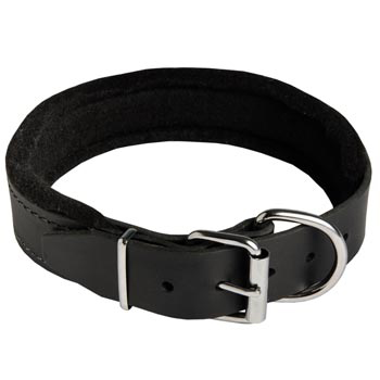 Padded Walking Gear for American Bulldog Training