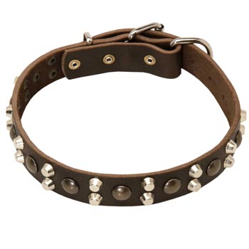 Leather Collar for American Bulldog Stylish Walks