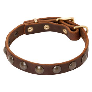 american bully collars