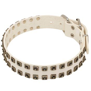 Studded White Leather Dog Collar for American Bulldog