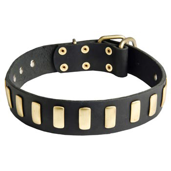 American Bulldog Collar Leather with Brass Hardware