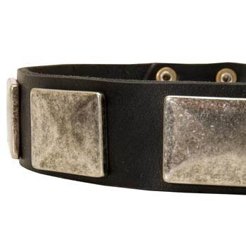 Wide Leather American Bulldog Collar for Walking