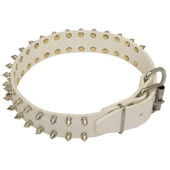 Fashion White Collar for American Bulldog