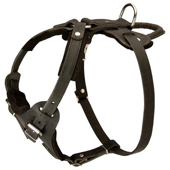 Leather Dog Harness for American Bulldog Off Leash Training