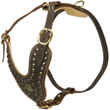 Walking Dog Gear for American Bulldog
