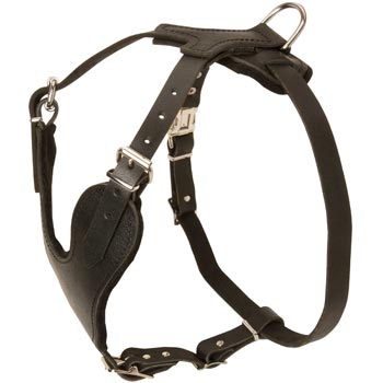 American Bulldog Harness for Off-Leash Training