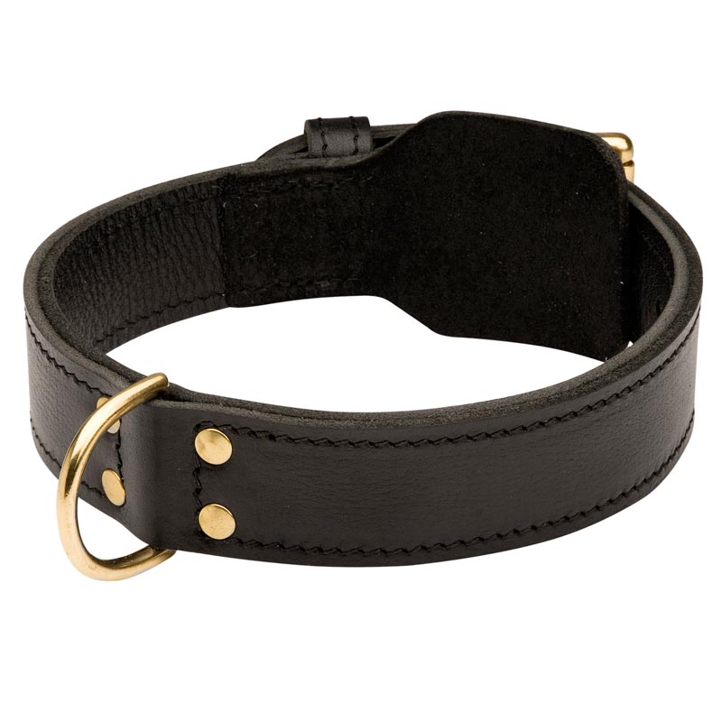 Training 2 Ply Leather American Bulldog Collar