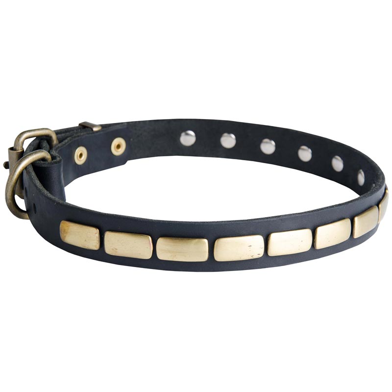 American Bulldog Leather Collar Brass Plates 25 mm