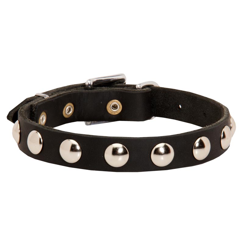 Beautiful Leather American Bulldog Collar Decorated with Half-Ball Studs