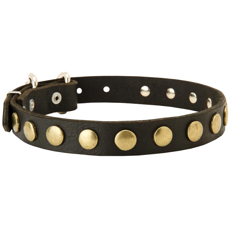 Leather American Bulldog Collar with Brass Circles for Fashionable Walking