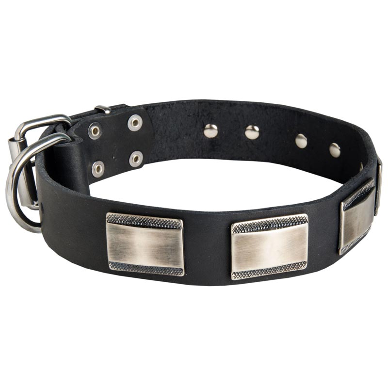 Leather American Bulldog Collar Massive Nickel Plates