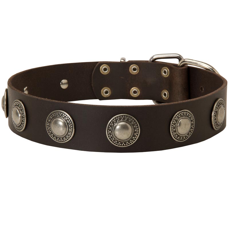 Leather American Bulldog Collar Decorated with Silver Conchos - Click Image to Close