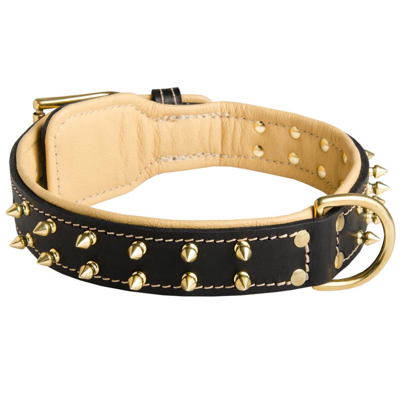 Royal Leather American Bulldog Collar Spiked Padded with Nappa Leather