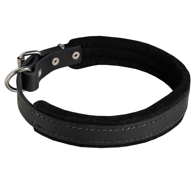Padded Leather American Bulldog Collar 25 mm for Dog Training