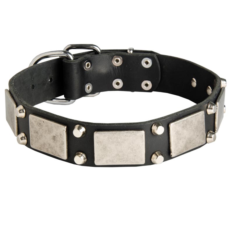 Leather American Bulldog Collar Decorated with Nickel Cones and Plates