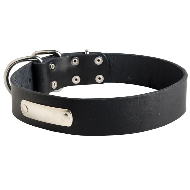 Classic Leather American Bulldog Collar with Identification Tag