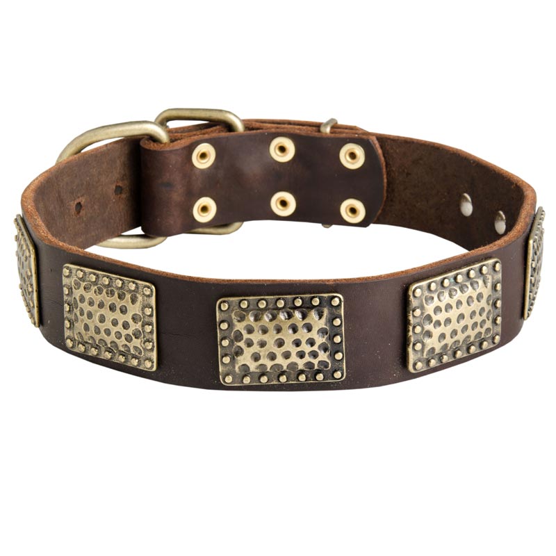 Leather American Bulldog Collar with Massive Brass Plates