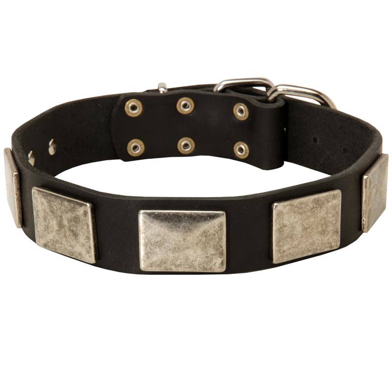 Leather American Bulldog Collar with Large Nickel Plates