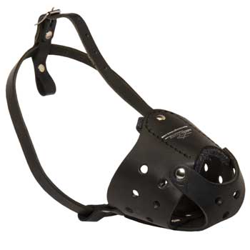 Walking Leather Muzzle for American Bulldog