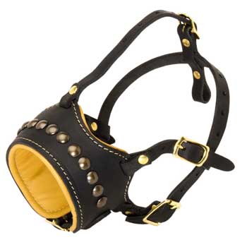 American Bulldog Muzzle for Walking