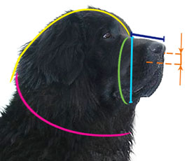 How to measure your Newfoundland's muzzle