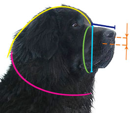 How to  measure your dog